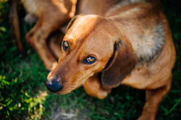 portrait of a dachshund with sad eyes