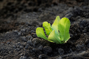 young lettuce seedlings. Gardening concept