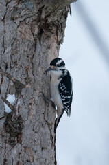 Hairy Woodpecker on tree trunk