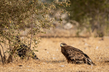 Steppe eagle or Aquila nipalensis portrait or closeup on ground in an open field during winter migration at jorbeer conservation reserve or dumping yard bikaner rajasthan India