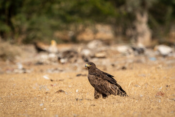Steppe eagle or Aquila nipalensis portrait or closeup on ground in an open field during winter migration at jorbeer conservation reserve or dumping yard bikaner rajasthan India