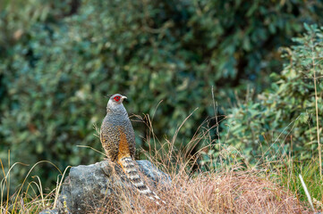 cheer pheasant or Catreus wallichii or Wallich's pheasant portrait during winter migration perched on big rock in natural green background in foothills of himalaya forest uttarakhand india