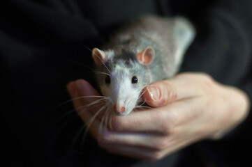 Domestic rat. White-gray rat. Rat in human hands. The man in the black hoodie. Pets.