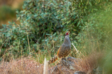 cheer pheasant or Catreus wallichii or Wallich's pheasant portrait during winter migration perched on big rock in natural green background in foothills of himalaya forest uttarakhand india