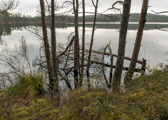 Obraz premium various old and rotten trees and tree branches on the shore of a swampy lake, flooded forest area, bog