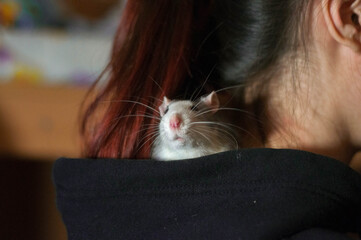 Domestic rat. White-gray rat. Rat on a human shoulder. Rat in the hood. The man in the black...