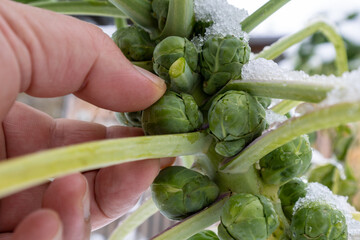 Les choux de Bruxelles frais sont cueillis sur la plante avec les doigts, en hiver