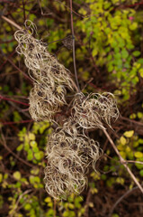 silky seeds at a twig of clematis vitalba