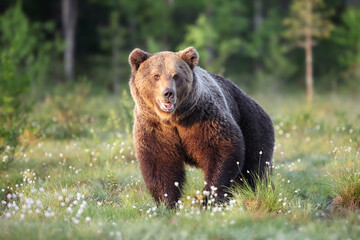 The brown bear (Ursus arctos), a large male in the Finnish taiga. Big bear in the green grass of the Scandinavian taiga.