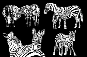 Vector set of zebras on black background, savanna animal , illustration
