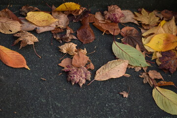 The colorful autumn leaves on the concrete street in Sapporo Japan
