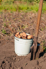 Freshly picked potato tubers in the bucket at field with spade aside sunny day