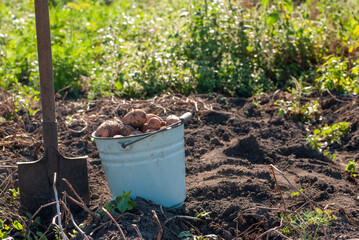Freshly picked potato tubers in the bucket at field with spade aside sunny day
