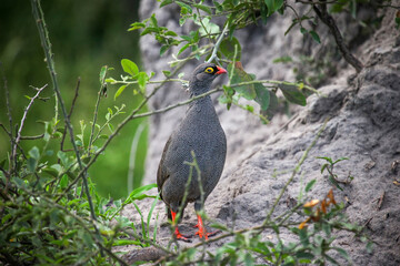 Red-billed spurfowl