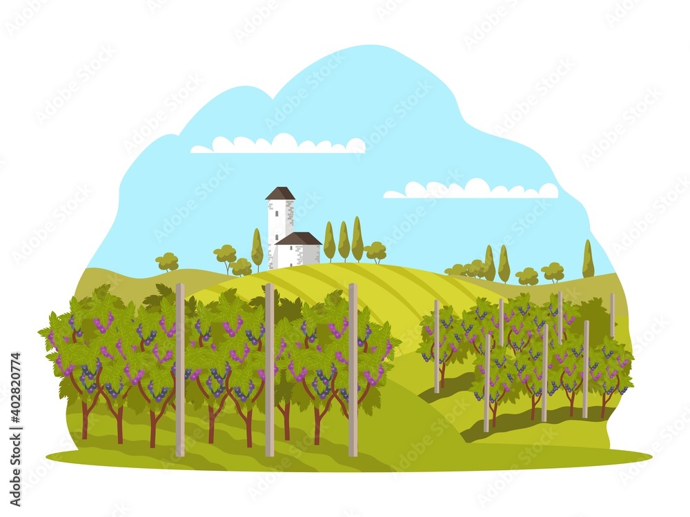 Wall mural grape vineyards in winery landscape background. wine production at farm vector illustration. growing