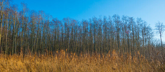 Trees in a wetland forest under a blue  sky in sunlight at fall, Almere, Flevoland, The Netherlands, January 1, 2021