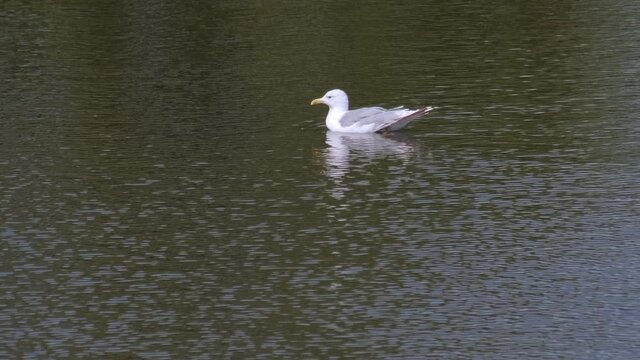 Wildlife birds - Sea gull floating on water