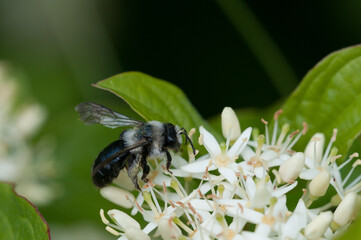 Bestäubung durch Insekt