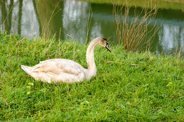 White and grey swan is relaxing on grass