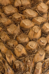 Detail of the bark of a palm trunk