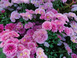 Beautiful Chrysanthemum Flowers, Closeup Chrysanthemum for background