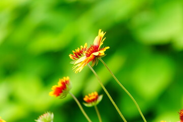 red and yellow flower