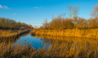Shore of a blue lake in wetland under a bright blue sky, Almere, Flevoland, The Netherlands, January 1, 2021