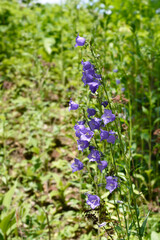 Peach-leaved bellflower