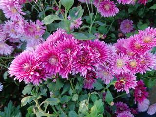 Beautiful Chrysanthemum Flowers, Closeup Chrysanthemum for background