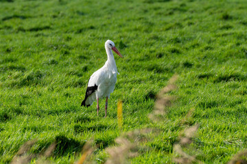 Obraz na płótnie Canvas White stork on a large green field