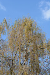 Common birch