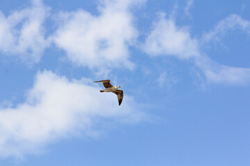 seagull flying in the blue sky with clouds