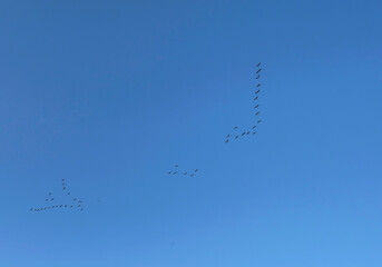 Flock of geese flying in a blue sky in bright sunlight in autumn, Almere, Flevoland, The Netherlands, January 1, 2021