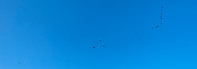 Flock of geese flying in a blue sky in bright sunlight in autumn, Almere, Flevoland, The Netherlands, January 1, 2021