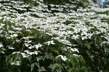 Flowering dogwood