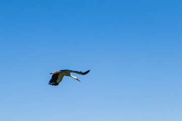 flying stork against the blue sky