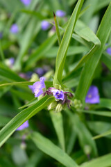 Fototapeta na wymiar Spiderwort flower