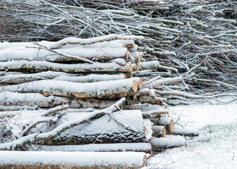 winter landscape with a snowy road, snow-covered tree trunks, trees and shrubs by the roadside, winter