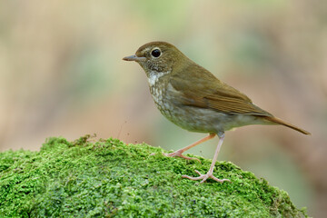 camouflage brown bird proudly perching on fresh green moss grass, rufous-tailed robin