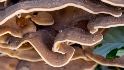 Polypore, mushrooms with water drops - macro