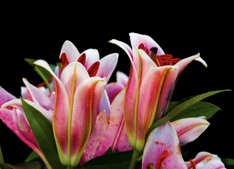 pink lily flowers on a black background