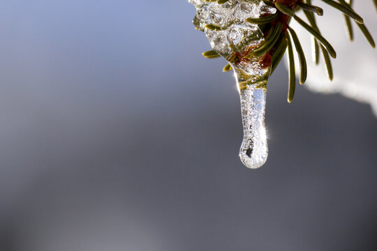 Beautiful icicle on a silver fir twig in the Austrian alps with blurred background