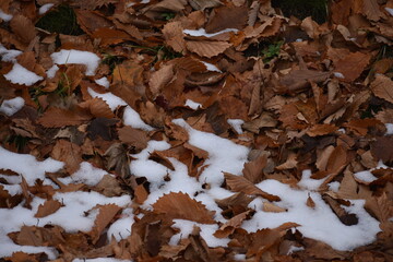 The contrast of the white snow and the brown falling leaves on the earth in Sapporo Japan