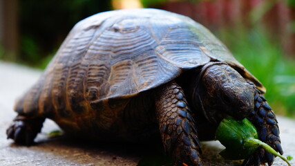 feeding time of the turtle