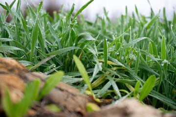 Young green grass with dewdrops on stems