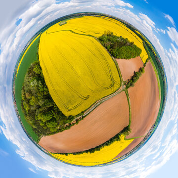 Panoramatic planet of yellow rapeseed field with split parts of fields with groves