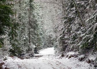 snow-covered trees, winter day, snow covered land and trees, winter feeling