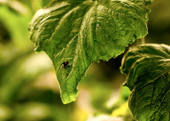 
Cucumber leaves in an industrial greenhouse