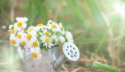 chamomile in a watering can