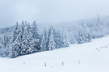 forêt des Vosges sous la neige
